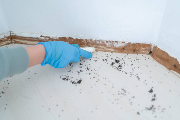 Reliable Harrisville, RI Pest Control Solutions